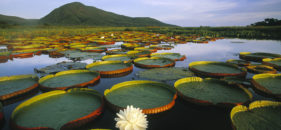 Turismo em Portugal  As melhores pousadas do Pantanal