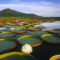 Turismo em Portugal  As melhores pousadas do Pantanal